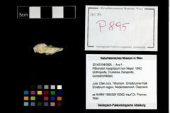 Foto (Objekt + Etikett) von Pithonoton marginatum (von Meyer, 1842)  (NHMW-GEO-2014-0194-0895)